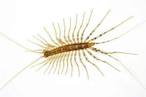 Images Dated 20th May 2008: House centipede, Scutigera coleoptrata, on a bedroom wall; originally from south Europe