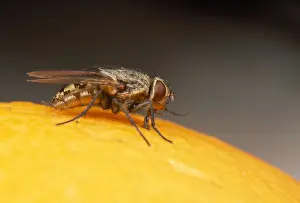 House / Cluster Fly - on orange - UK