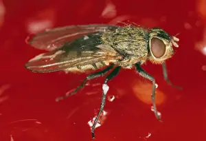 House / Cluster Fly - on strawberry jam