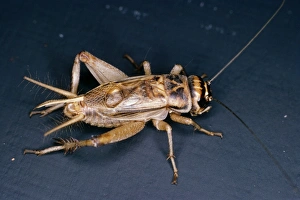 Images Dated 2005 June: 7 Jun 2005 Collection