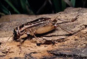 Crickets Prints: House Cricket - Male