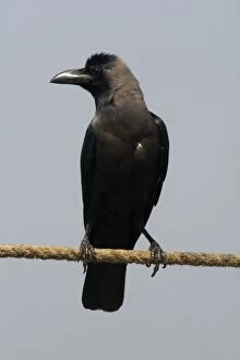 House Crow - A widespread resident of India particularly around human habitation and cultivated areas