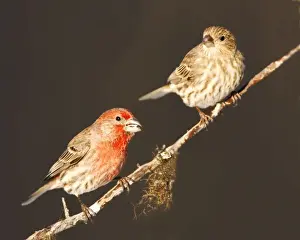 House Finch