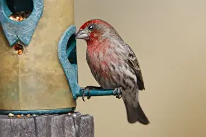 House Finch