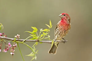 Larry Gallery: House finch (Carpodacus mexicanus) male