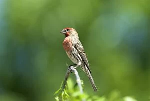 House Finch - Male on branch
