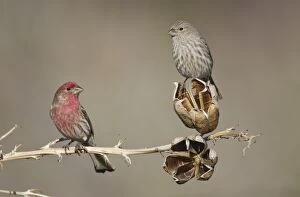 Images Dated 18th March 2010: House Finch - male and female