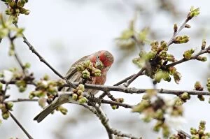 House Finch - male in flowering cherry tree