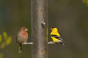 Images Dated 2nd June 2005: House Finch - male, with male American Goldfinch (Carduelis tristis) North America. _TPL7557