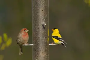 Goldfinches Prints: House Finch - male, with male American Goldfinch (Carduelis tristis) North America