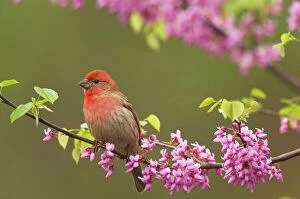 Finch Collection: House Finch - Male in redbud tree, spring