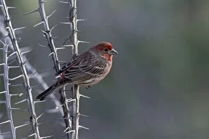 House Finch - On ocotillo