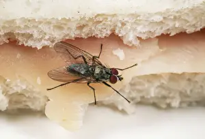 Pest Prints: House Fly SPH 1601 On sandwich, UK Eustalomyia festiva © Steve Hopkin / ardea. com