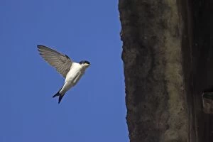 Images Dated 26th July 2007: House Martin - approaching nest under eaves