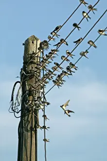 Martins Prints: House Martin - Collecting on electricity wires before migration - September - Breckland - Norfolk - UK