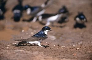 Images Dated 21st June 2005: House Martin - collecting mud to build nest
