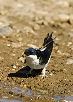 Nest Material Prints: House Martin - Collecting mud for nest building. May, Breckland, Norfolk, U. K