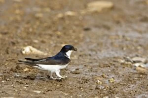 Images Dated 24th May 2007: House Martin - Collecting mud for nest building. May, Breckland, Norfolk, U.K