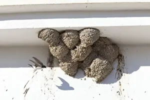 Martin Prints: House Martin - in flight approaching nests on underside of house - Southern Spain