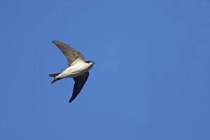 Images Dated 26th July 2007: House Martin - In flight Delichon urbica Pyrenees, Spain BI009275