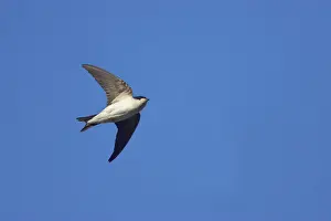 Martin Prints: House Martin - In flight Delichon urbica Pyrenees, Spain BI009275
