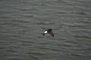 Images Dated 29th April 2007: House Martin hawking over water for food