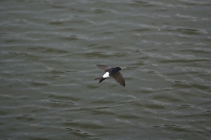 Images Dated 29th April 2007: House Martin hawking over water for food