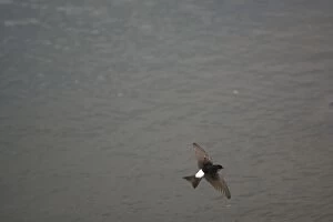 House Martin hawking over water for food