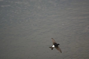 Images Dated 29th April 2007: House Martin hawking over water for food