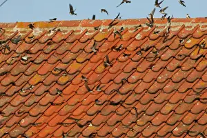 House Martin - Juveniles and adults sunning their selves on roof top - September - Norfolk - UK