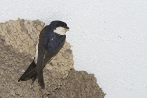 House Martin at nest - Nesting under the eaves of a shop in Tunis House Martin at nest - Nesting under the eaves of a shop in Tunis
