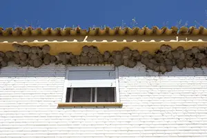House Martin - Nests on underside of house - Coto Donana - Southern Spain