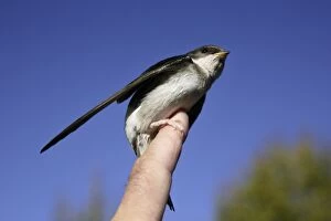 Images Dated 19th September 2005: House Martin - Tended immature bird being released