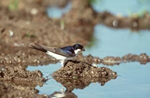 House Martin - By water