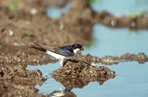 Martins Prints: House Martin By water