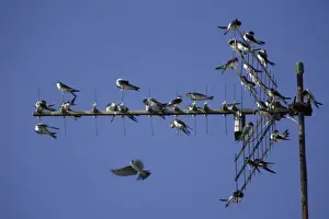 Martins Prints: House Martin - Young birds gathering on TV aerial in autumn Lower Saxony, Germany
