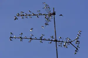 House Martin - Young birds gathering on TV aerial in autumn Lower Saxony, Germany