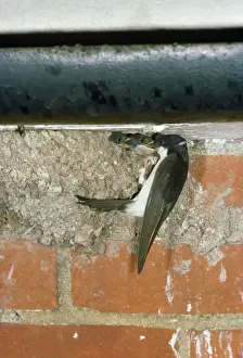 Martins Prints: House Martins
