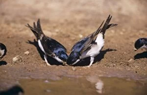 House Martins - collecting mud to build nest, by water