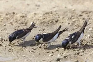 Images Dated 30th April 2010: House Martins - collecting mud for nest building from a roadside puddle - Southern Spain