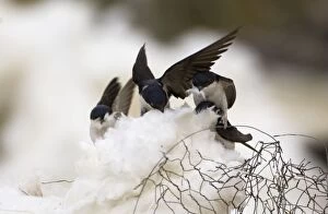 House Martins - collecting roof insulation for nesting material