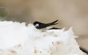 Martins Prints: House Martins - Collecting roof insulation for nesting material