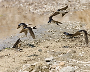Images Dated 10th April 2007: House Martins – In flight gathering nest material Cyprus 004164
