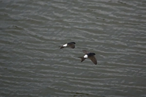 Images Dated 29th April 2007: House Martins - Two flying together hawking over water for food