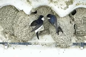 House Martins - pair at nest entrance courtship displaying