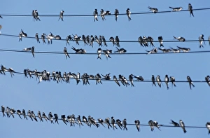 Images Dated 21st June 2005: House Martins - sitting on power lines before migrating southwards in september