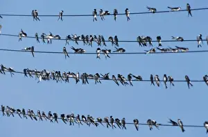 Martins Prints: House Martins - sitting on power lines before migrating southwards in september