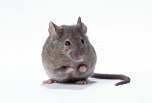 Images Dated 12th July 2005: House Mouse
