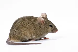 House Mouse