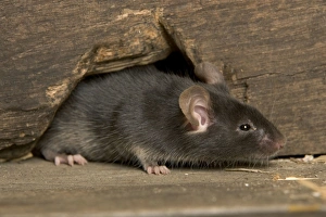 Images Dated 16th August 2005: House Mouse